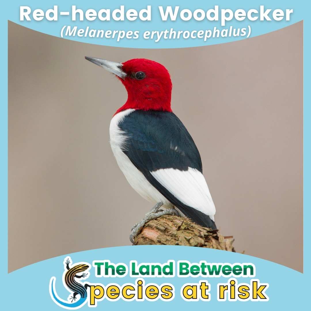 red-headed wood pecker