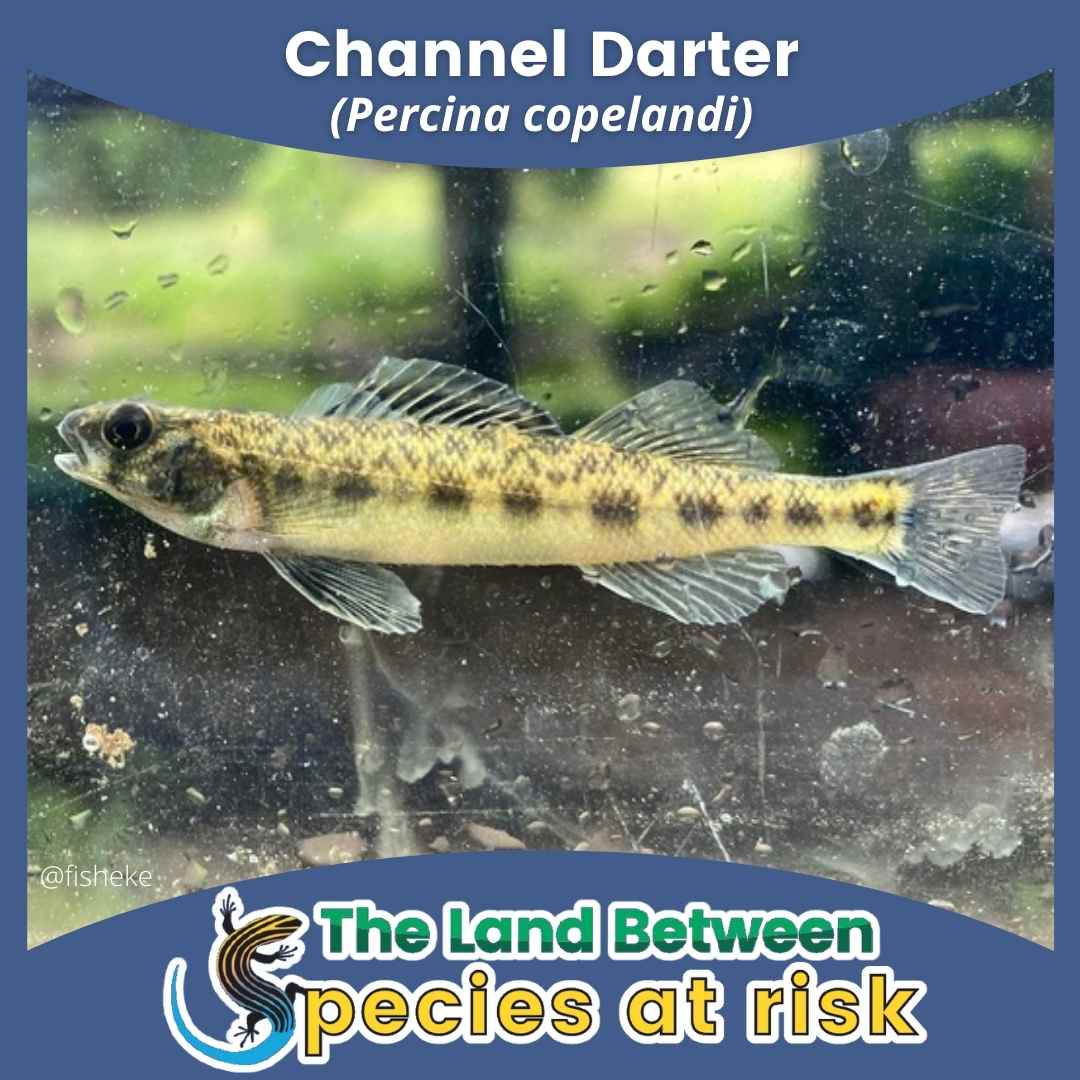 Channel darter