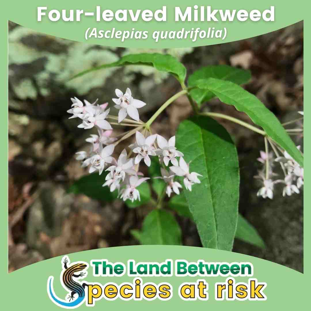 Four-leaved Milkweed