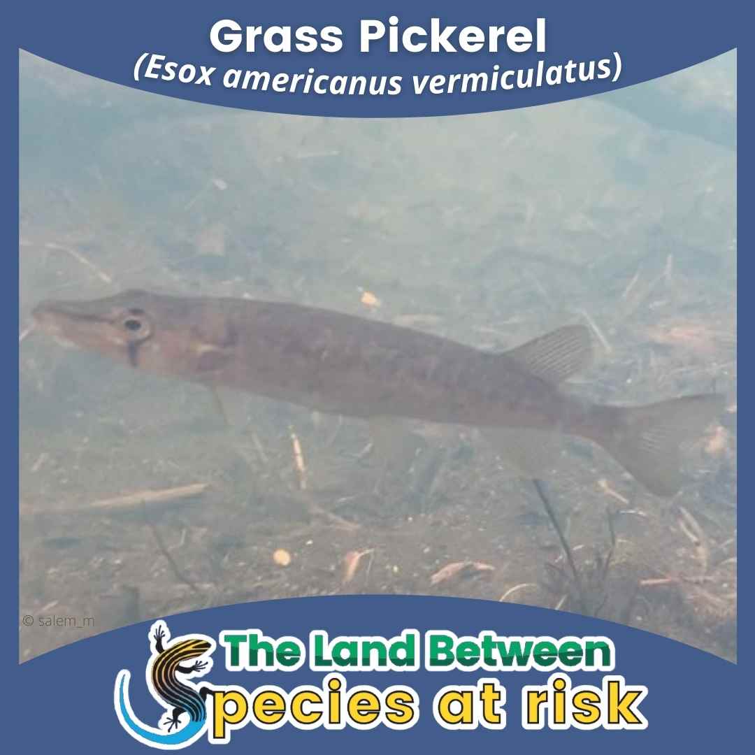 Grass pickerel