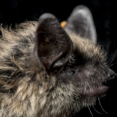 eastern small footed bat