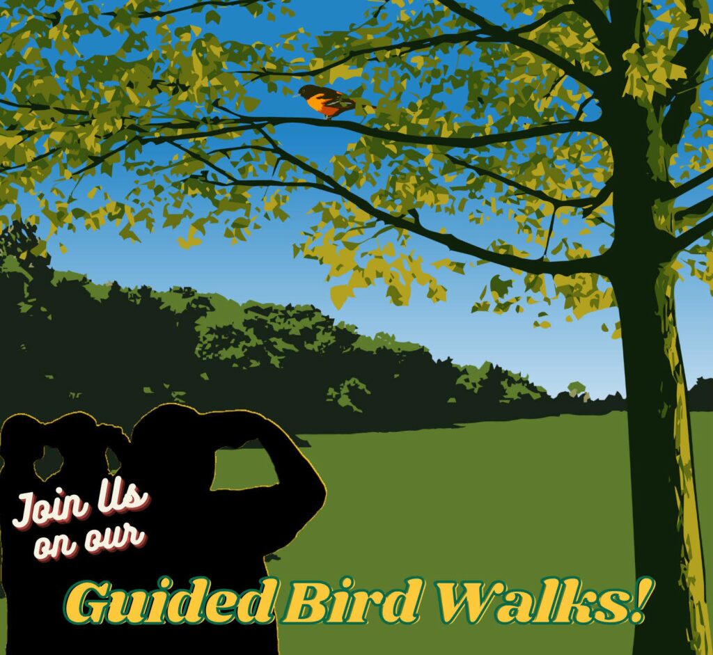 Guided Bird Walk – Bird Buddies