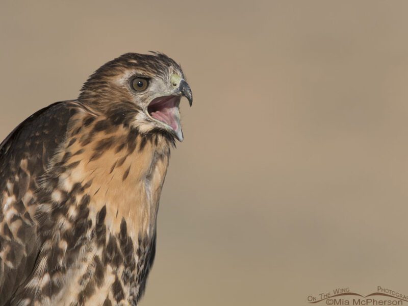 red-tailed-hawk-juvenile-calling-mia-mcpherson-8251