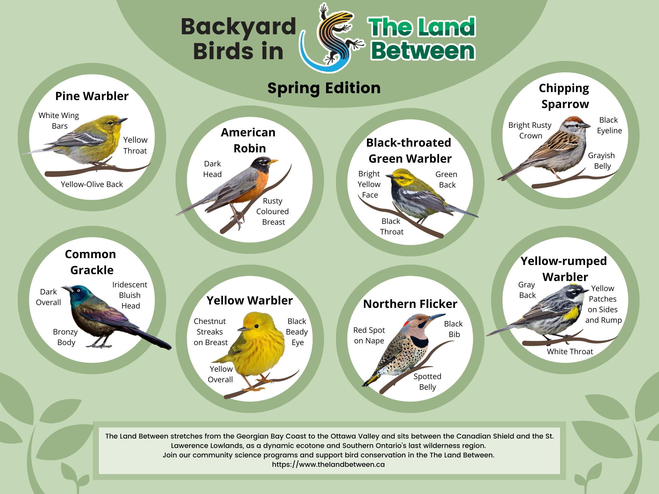 Backyard Birds Spring