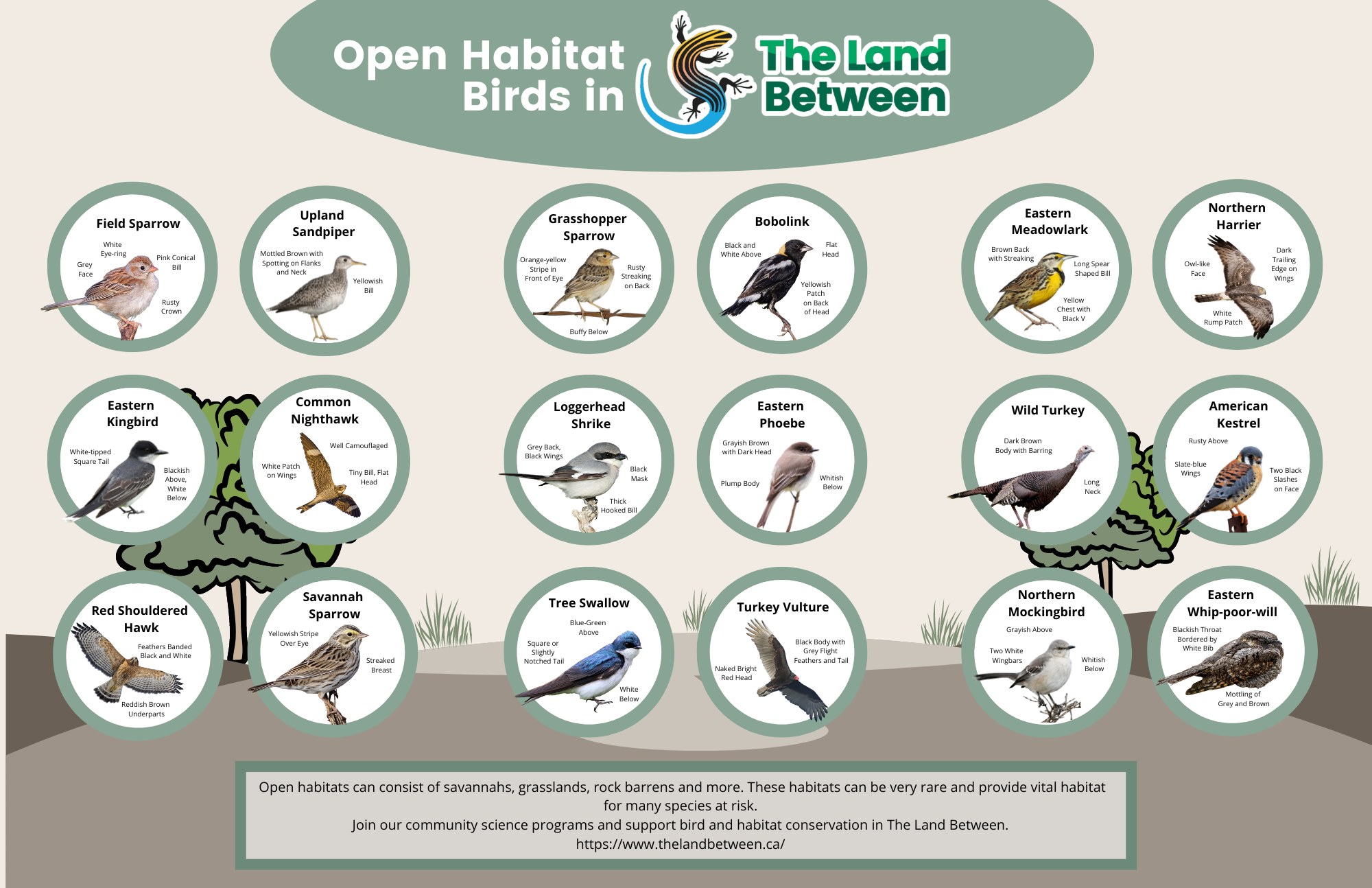 Open Habitat Birds Brochure (11 x 17in)