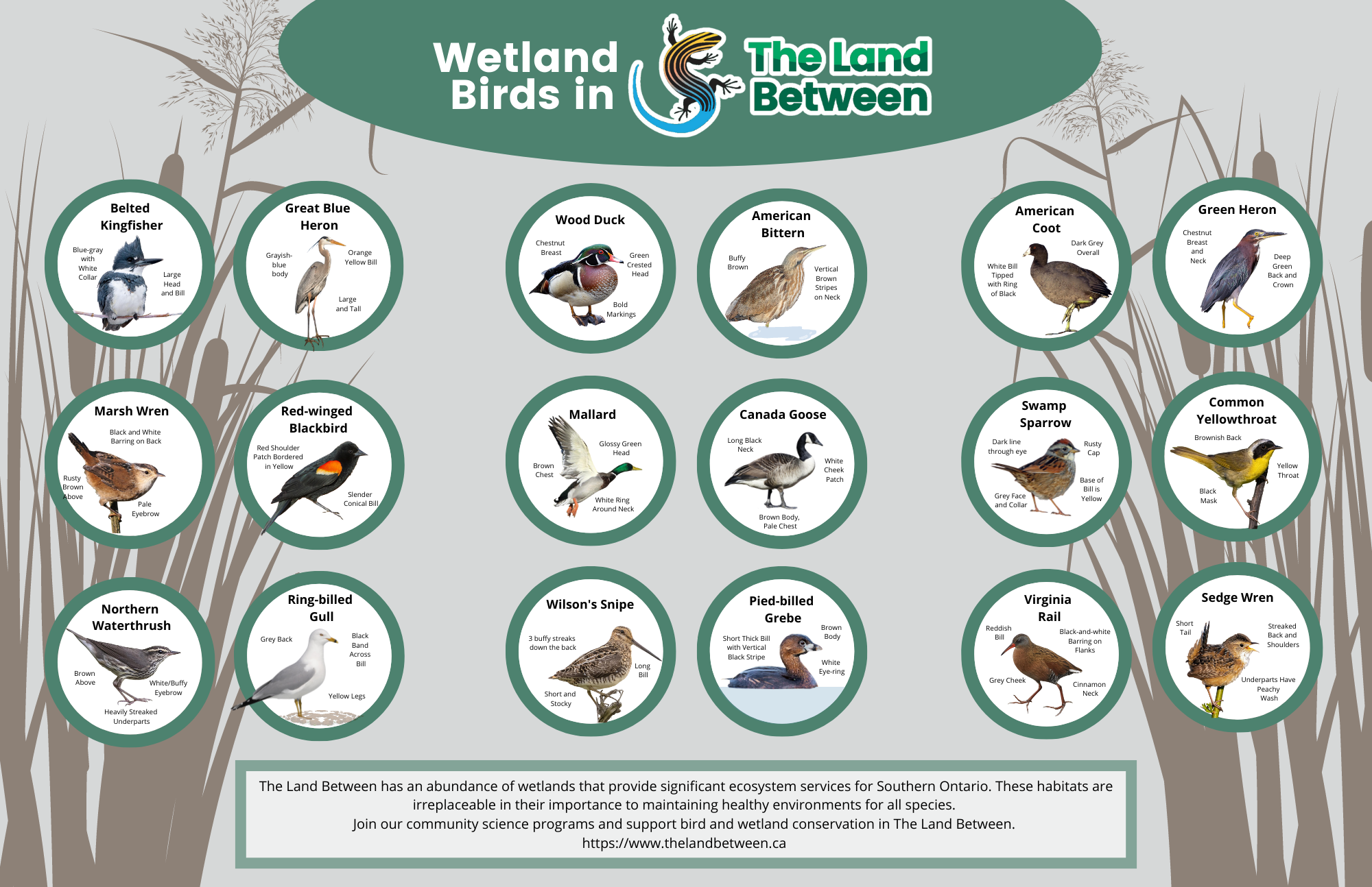 Wetland Birds (17 x 11 in)