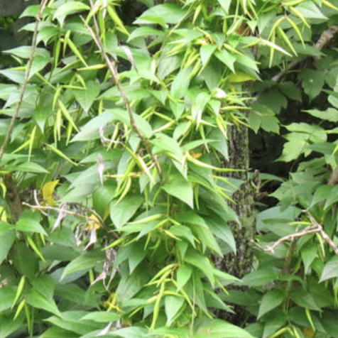 Screenshot 2024-02-21 at 9.39.27 AM