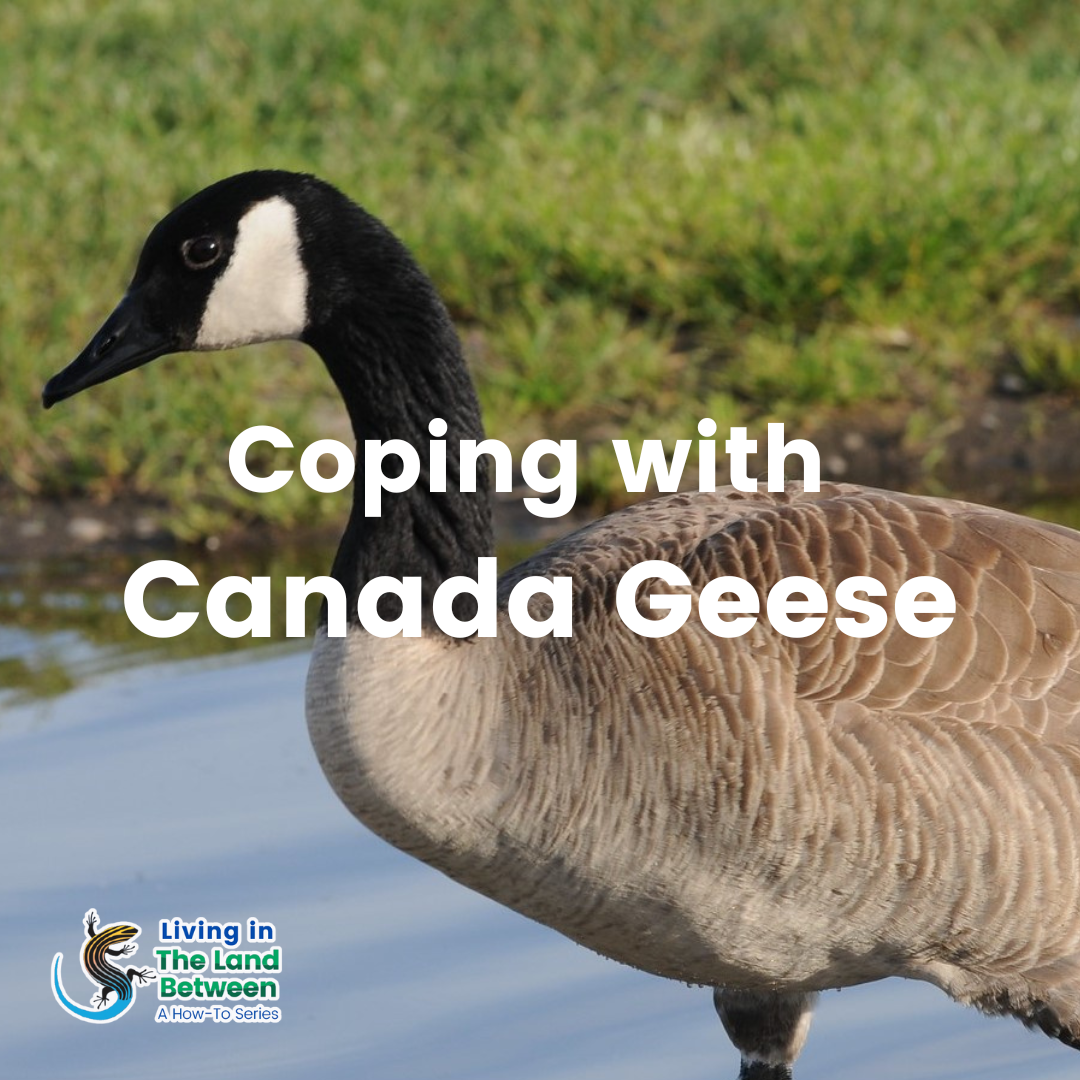 Living in The Land Between Template 2022 (1) Living in The Land Between Template 2022 (1)