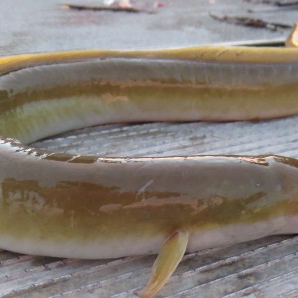 American Eel ID