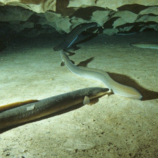 American eel 2