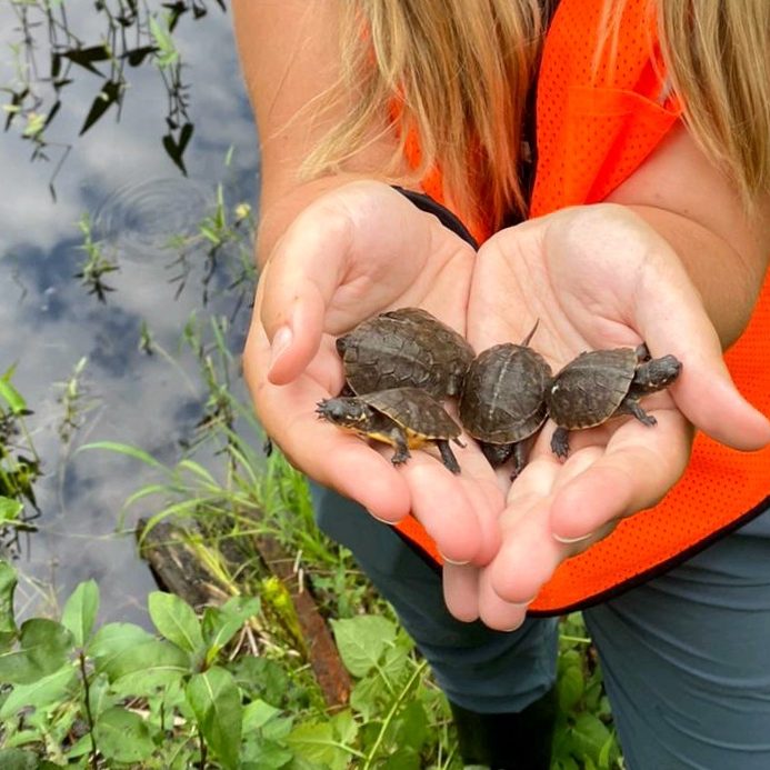 Baby Turtles + Volunteer