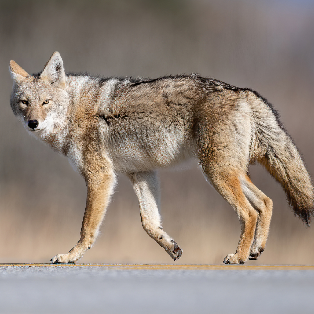 Eastern Coyote