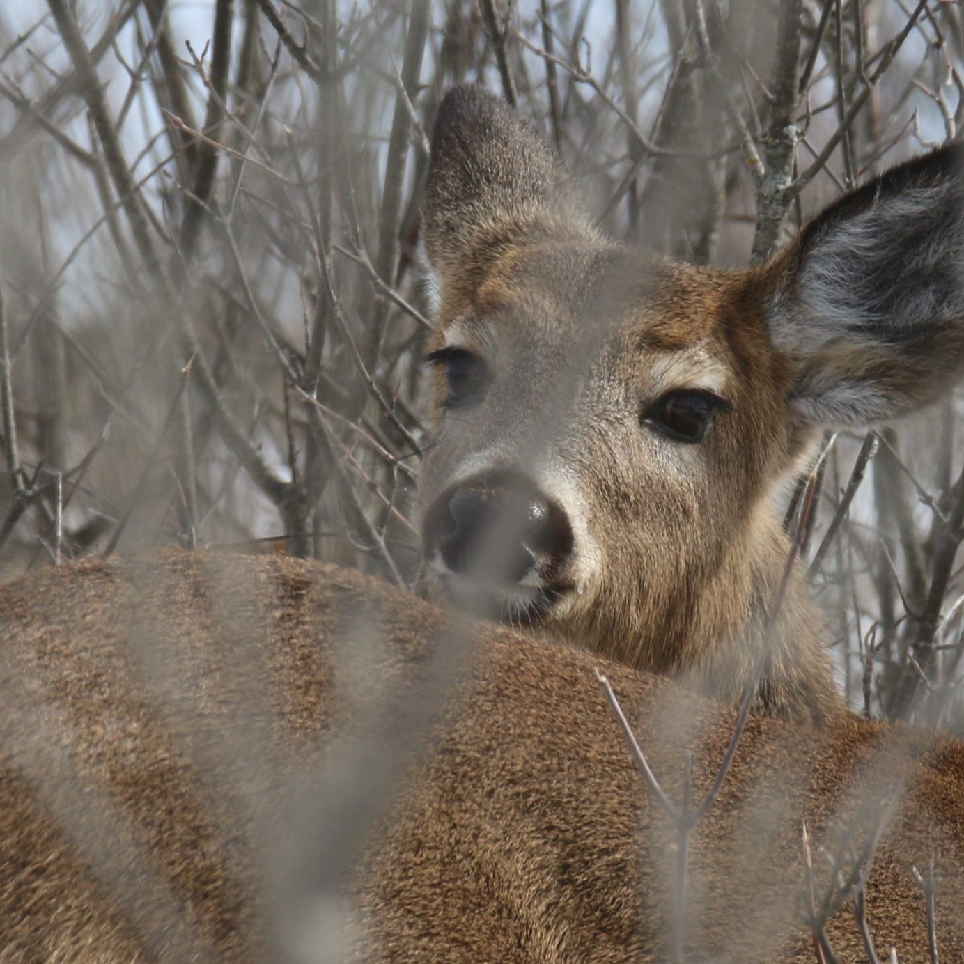 Deer (3)