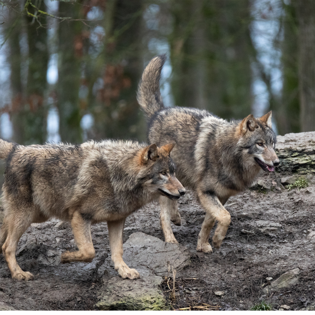 Eastern Wolf Diet