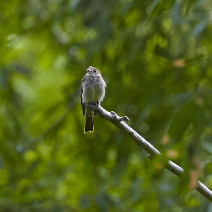 Eastern Wood-pewee Conservation