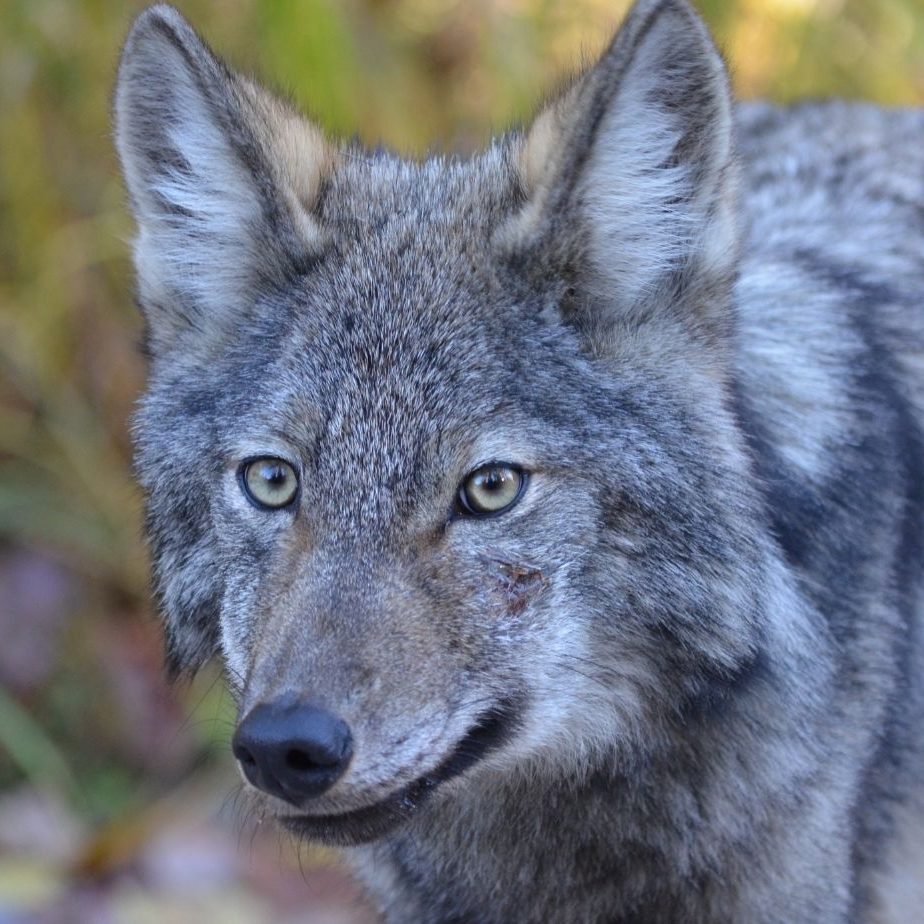 Eastern-wolf-3-circle-26590bf1c57adddf227452b66a2be95d- Eastern-wolf-3-circle-26590bf1c57adddf227452b66a2be95d-