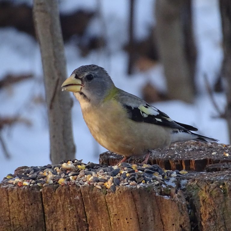 EveningGrosbeakFemaleDiet A female Evening Grosbeak