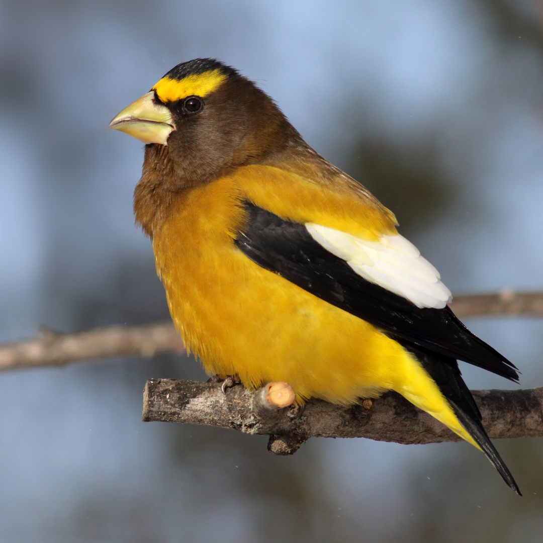 EveningGrosbeakID A male Evening Grosbeak
