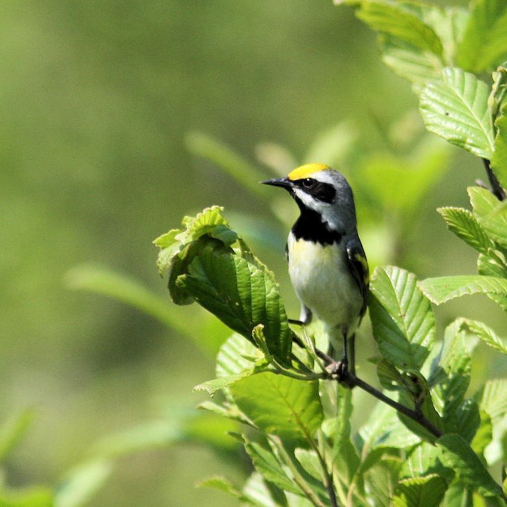 Golden-winged Warbler conservation