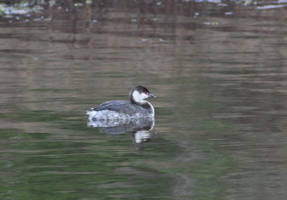 A Horned Grebe in non-breeding plumage