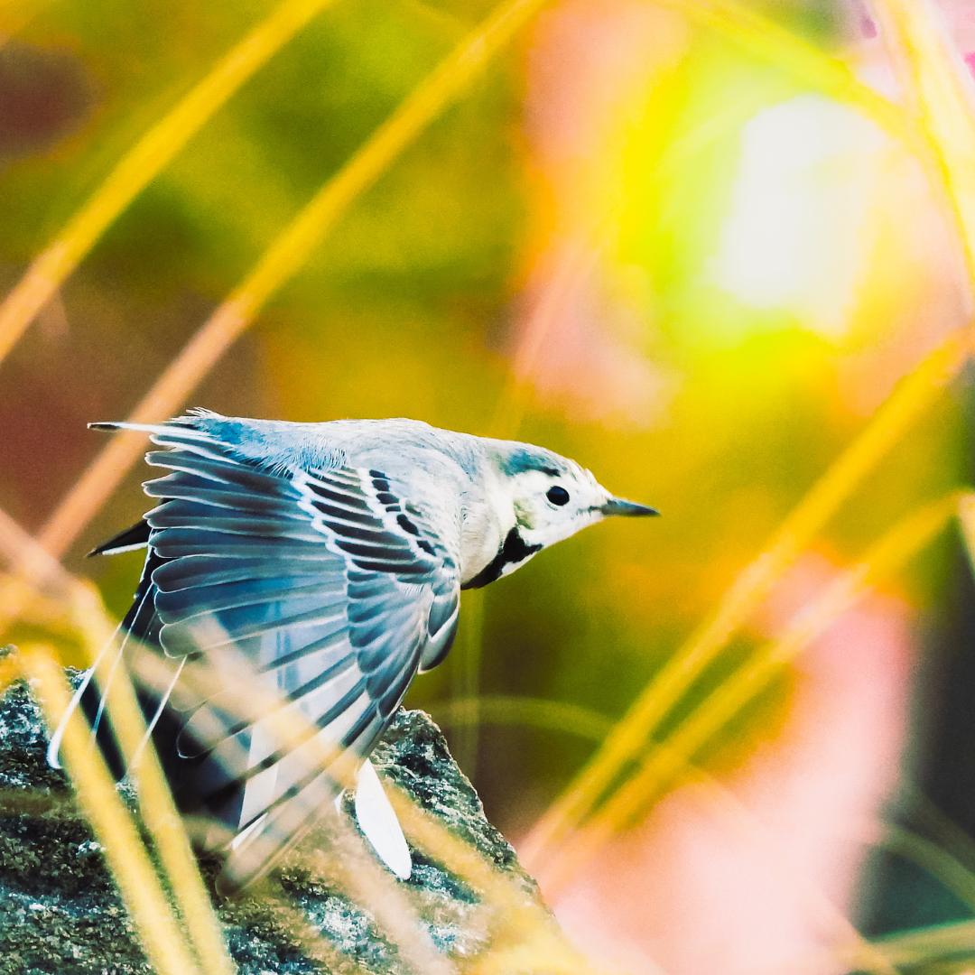 Cerulean Warbler Bio