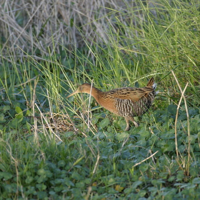 King Rail conservation