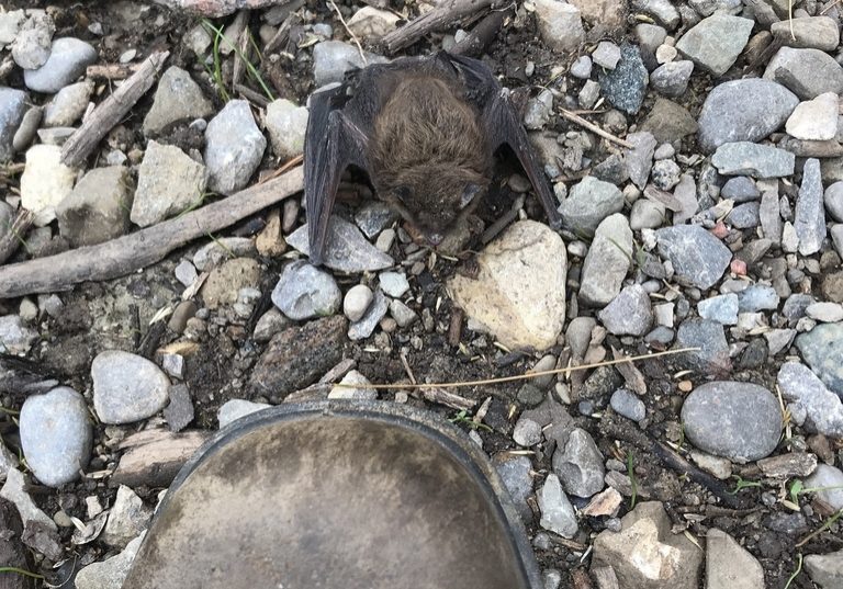Little brown bat 1