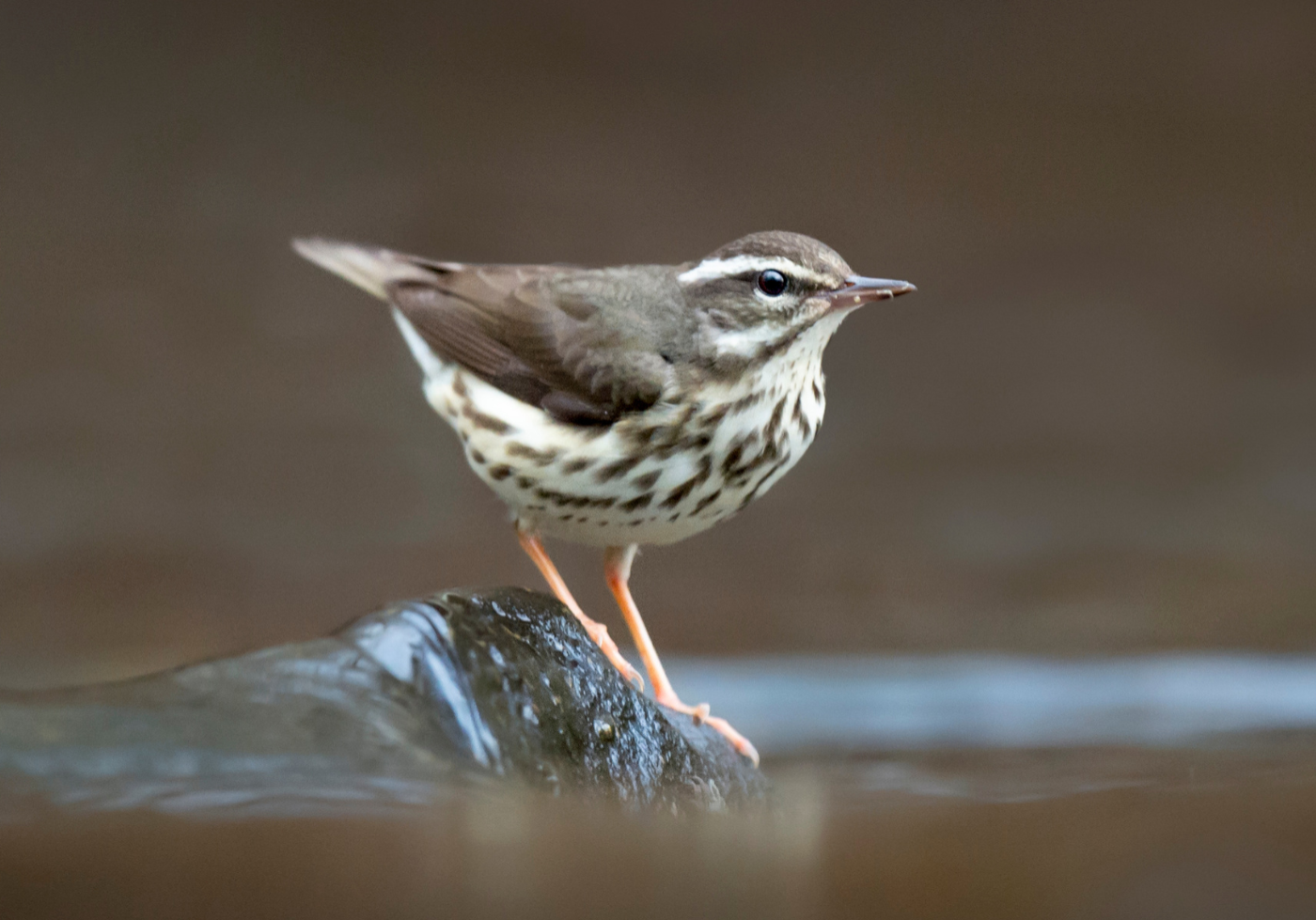 Louisiana Waterthrush Species At Risk In The Land Between