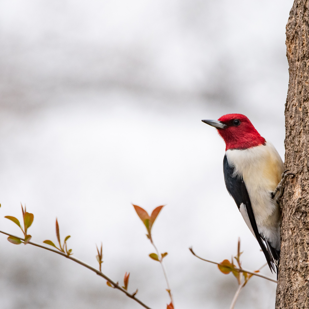Red-headed Woodpecker Bio