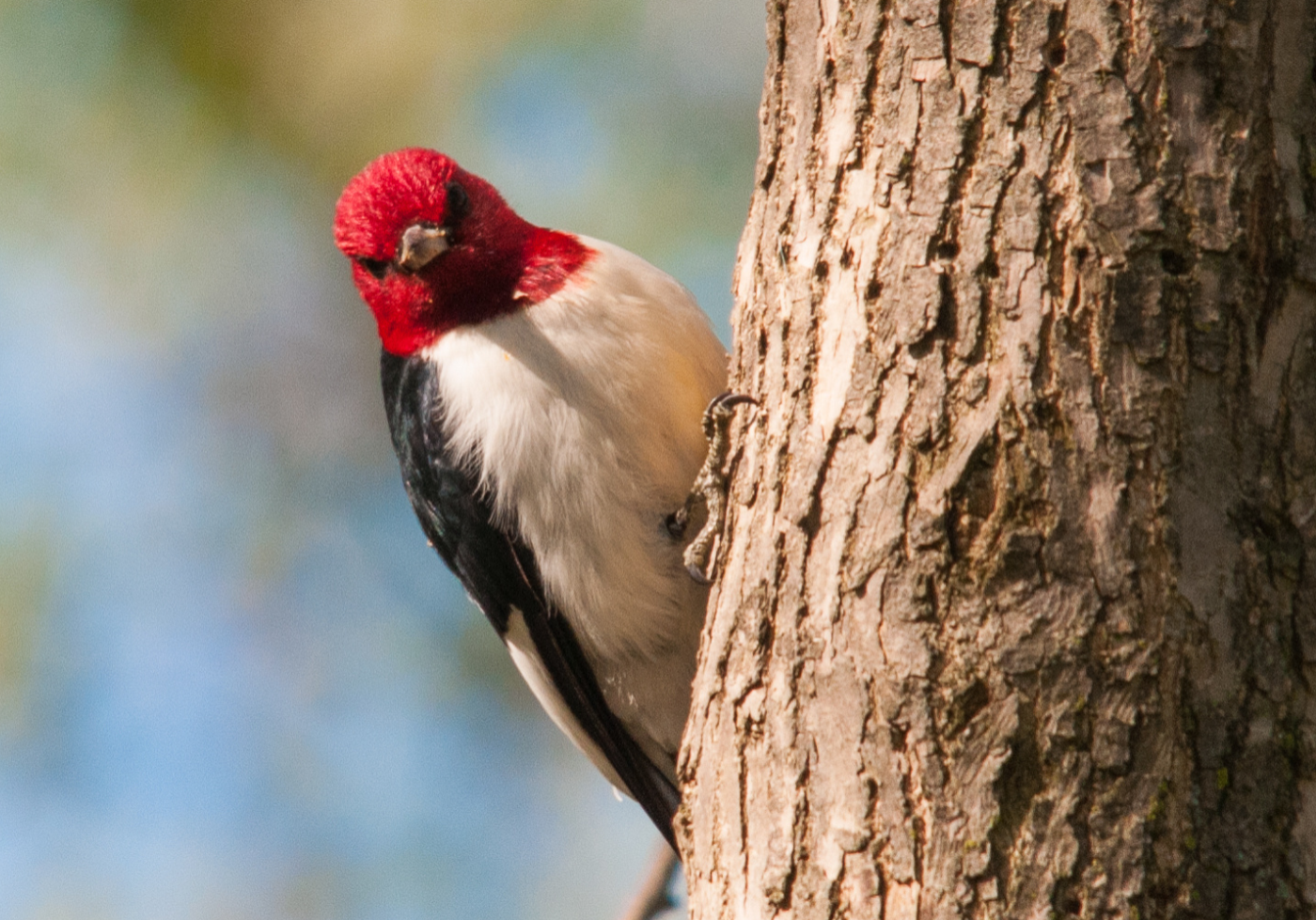 Red-headed Woodpecker Diet