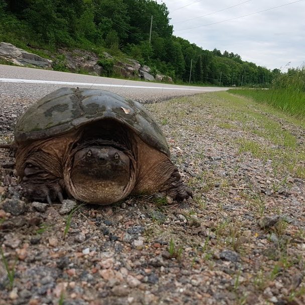 Snapping Turtle Conservation