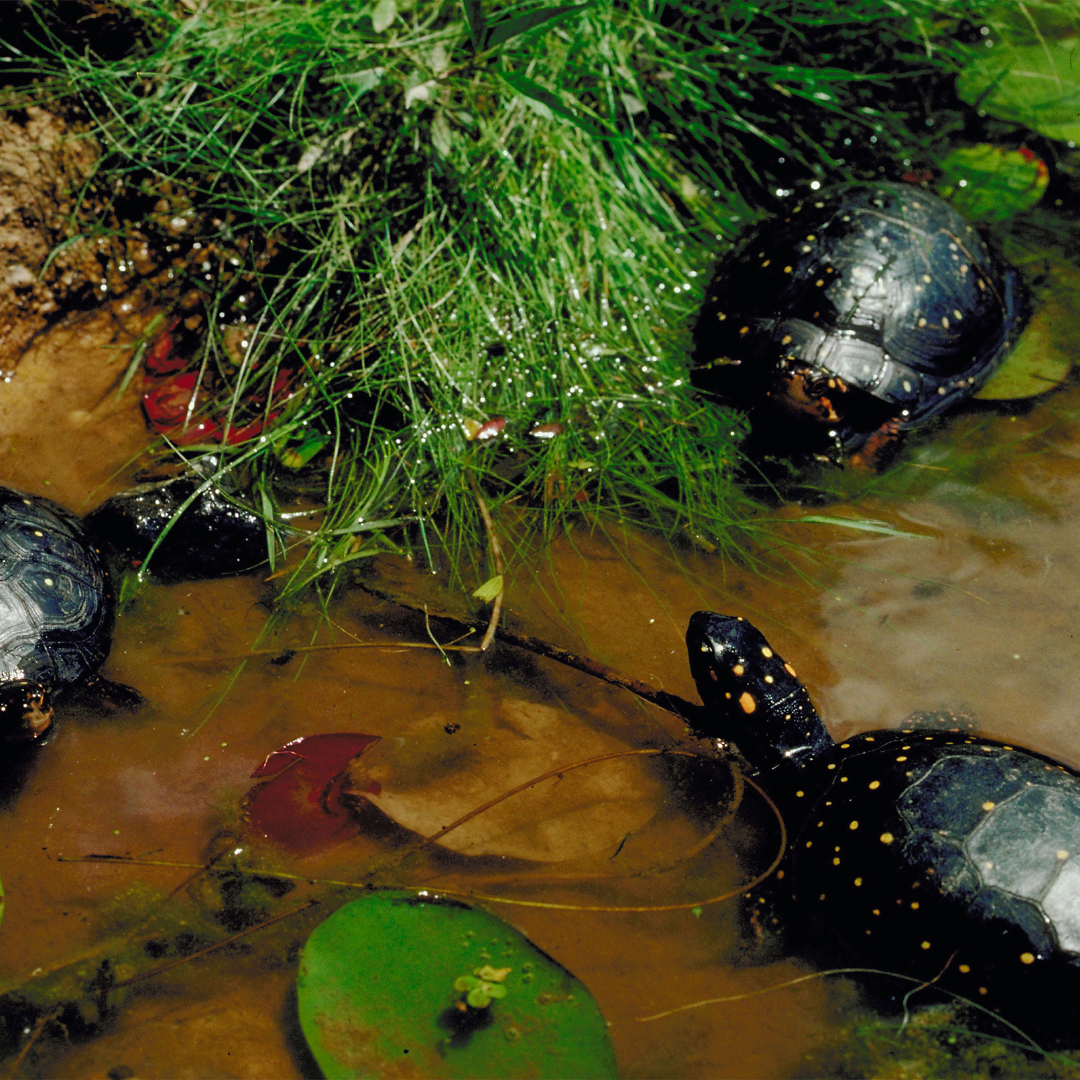 Spotted Turtle Conservation