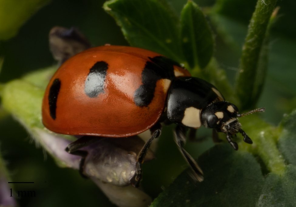 Transverse Lady Beetle ID