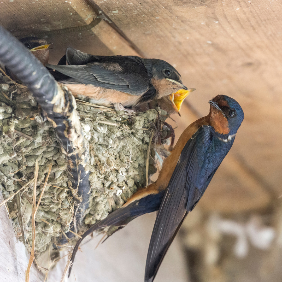 Barn Swallow Conservation