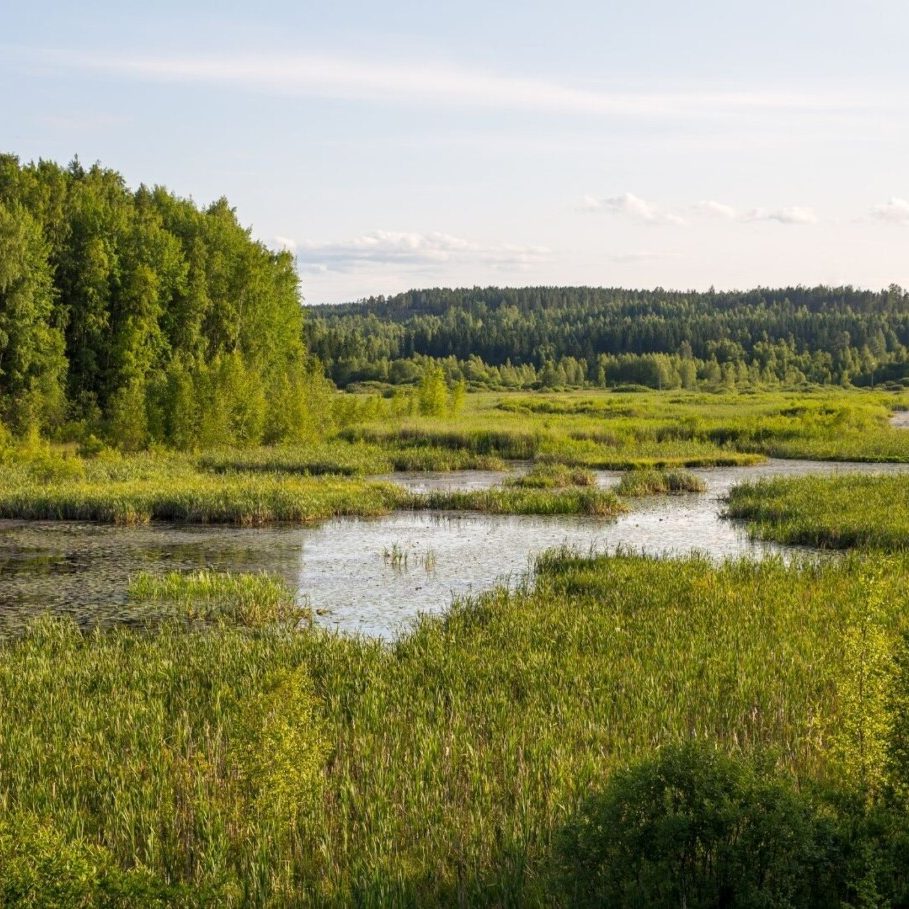 Wetland SAR backgrounds (4)
