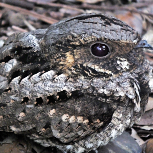 Whippoorwill
