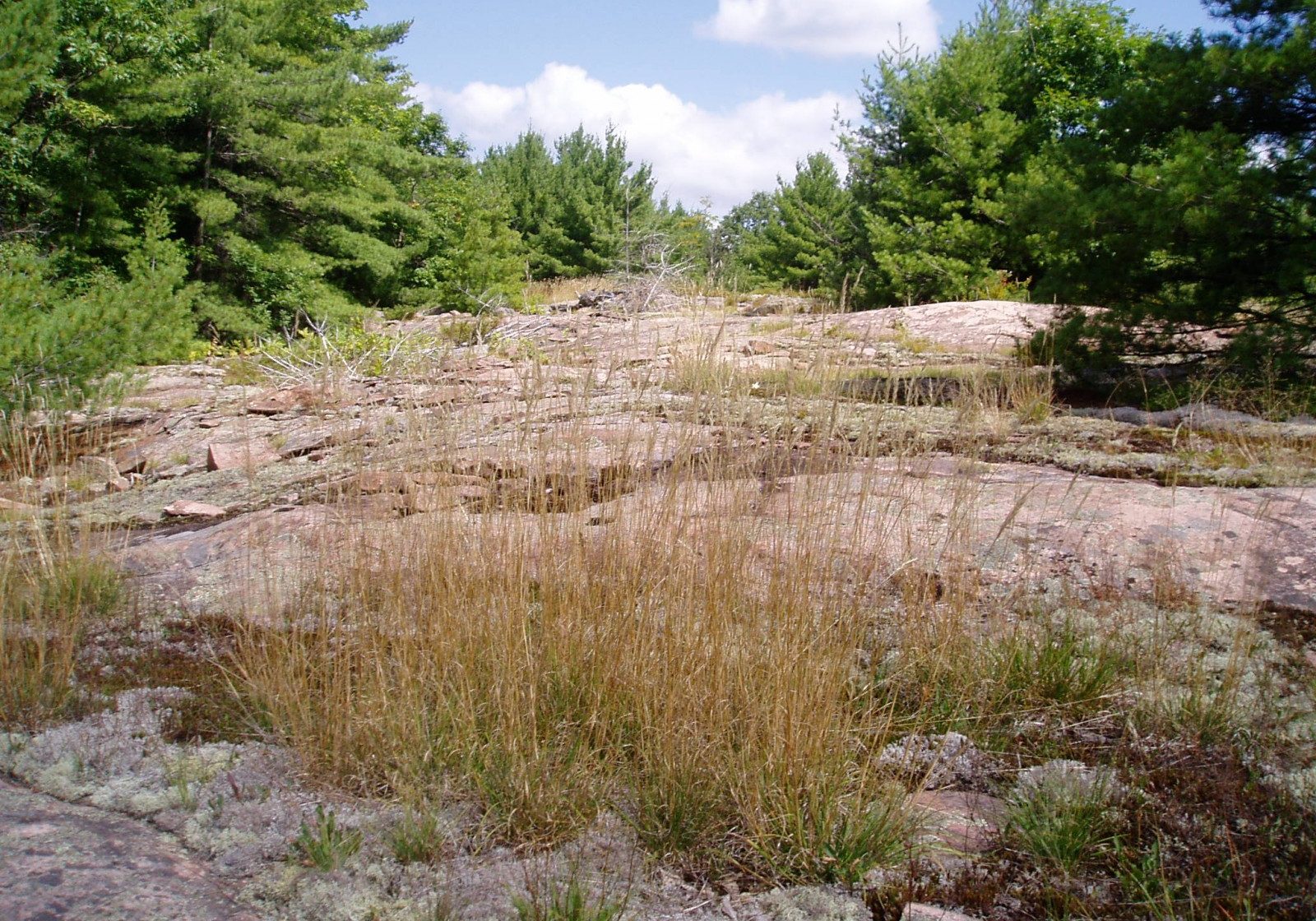 barrens-1 barrens-1
