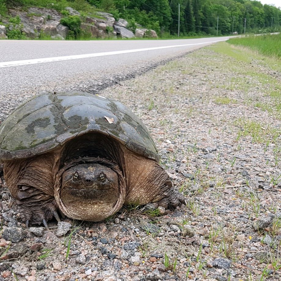 road turtles