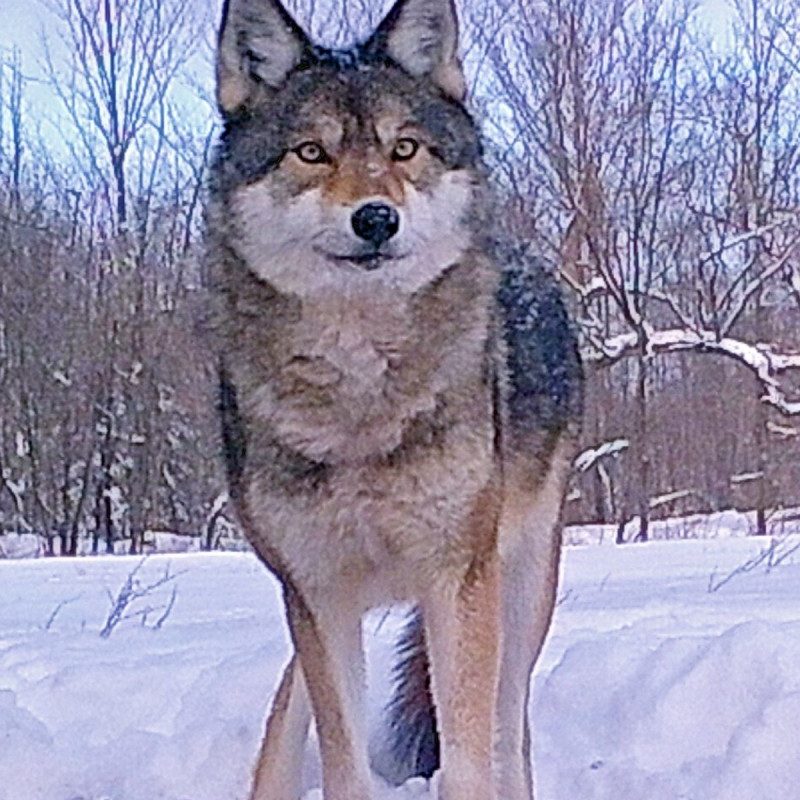 wolf
